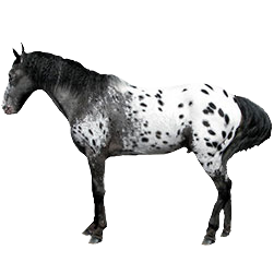 Pony of the Americas